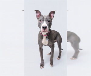 Mutt Dogs for adoption in Forestville, MD, USA