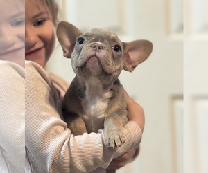 French Bulldog Puppy for sale in GERBER, CA, USA
