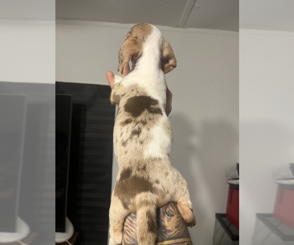 Medium Photo #2 Dachshund Puppy For Sale in ROCK HILL, SC, USA