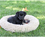 Small #1 Labrador Retriever