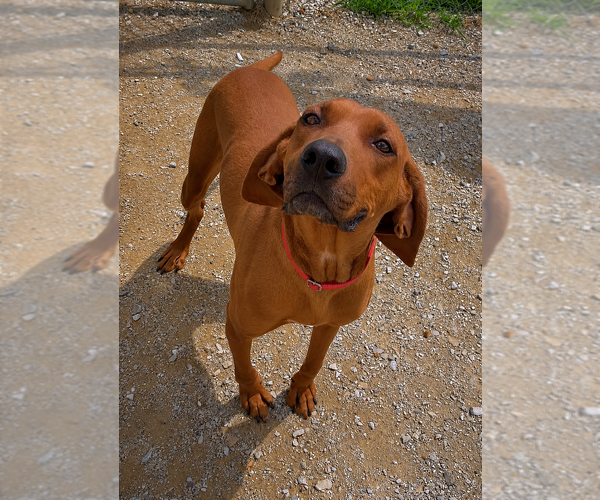 Medium Photo #10 Mutt Puppy For Sale in Evansville, IN, USA