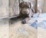 Image preview for Ad Listing. Nickname: Lab mastiff pit