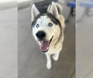 Siberian Husky Dogs for adoption in Chula Vista, CA, USA