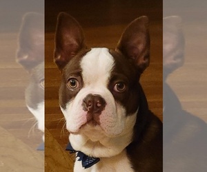 Boston Terrier Puppy for sale in LEXINGTON, KY, USA