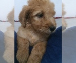 Small Photo #3 Golden Mountain Doodle  Puppy For Sale in KALISPELL, MT, USA