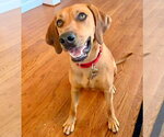Small #13 Coonhound Mix