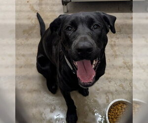 Labrador Retriever Dogs for adoption in Camarillo, CA, USA