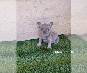 French Bulldog Puppy for sale in PHOENIX, AZ, USA
