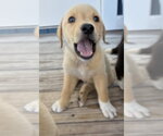 Small #2 Collie-Labrador Retriever Mix