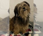 Small #2 Shih Tzu
