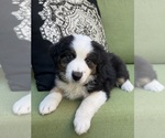 Puppy Michael Miniature Australian Shepherd