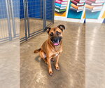 Small Photo #14 German Shepherd Dog-Unknown Mix Puppy For Sale in Lake Forest, CA, USA