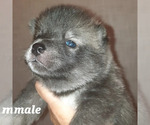 Small Photo #4 Pomsky Puppy For Sale in HUDSON, FL, USA