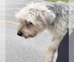 Mutt Dogs for adoption in Houston, TX, USA