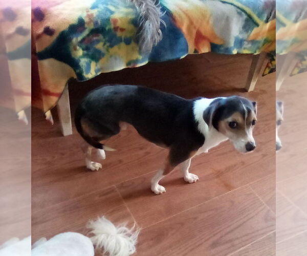 Medium Photo #10 Beagle-Unknown Mix Puppy For Sale in Apple Valley, CA, USA