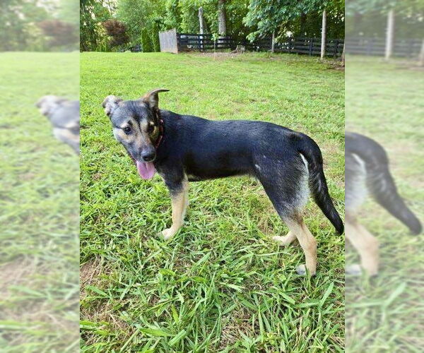 Medium Photo #3 Mutt Puppy For Sale in Brewster, NY, USA