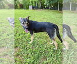 Small #2 Mutt