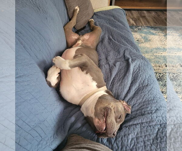Medium Photo #11 American Pit Bull Terrier-Unknown Mix Puppy For Sale in Fargo, ND, USA