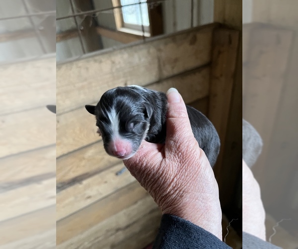 Medium Photo #3 Miniature Australian Shepherd Puppy For Sale in SIGNAL MOUNTAIN, TN, USA