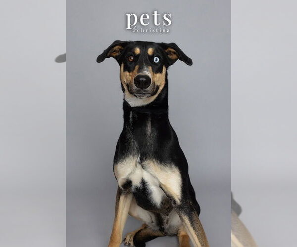 Medium Photo #10 Doberman Pinscher-Unknown Mix Puppy For Sale in Foristell, MO, USA