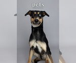 Small #9 Doberman Pinscher Mix