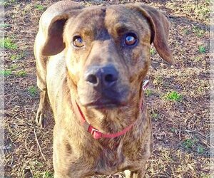 Plott Hound-Unknown Mix Dogs for adoption in Lakemont, GA, USA