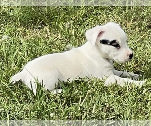 Jack Russell Terrier-Mountain Feist Mix Puppy for sale in SKIATOOK, OK, USA