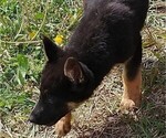 Small Photo #6 German Shepherd Dog Puppy For Sale in W LAFAYETTE, OH, USA