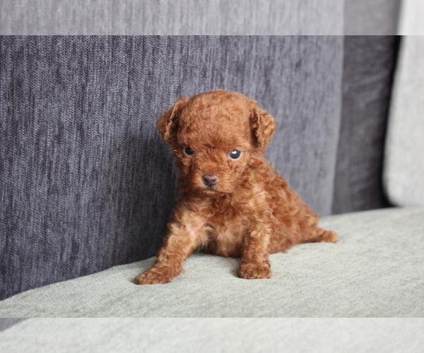 Medium Photo #8 Poodle (Toy) Puppy For Sale in MIAMI, FL, USA