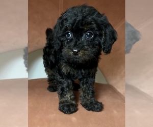 Medium Cavapoo