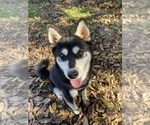 Small Photo #3 Alaskan Klee Kai Puppy For Sale in GLENDALE, AZ, USA