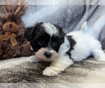 Small #2 Havanese