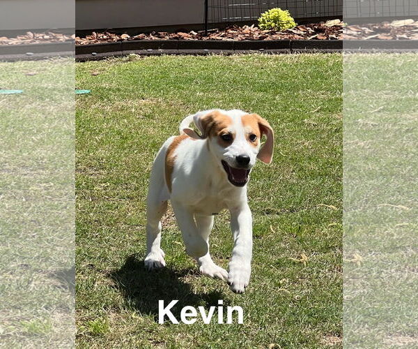 Medium Photo #1 Bagle Hound Puppy For Sale in Ball Ground, GA, USA