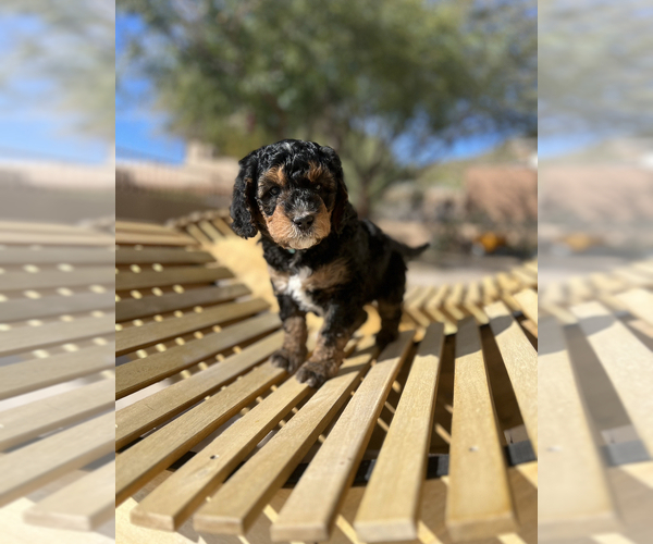 Medium Photo #2 Bernedoodle Puppy For Sale in PHOENIX, AZ, USA