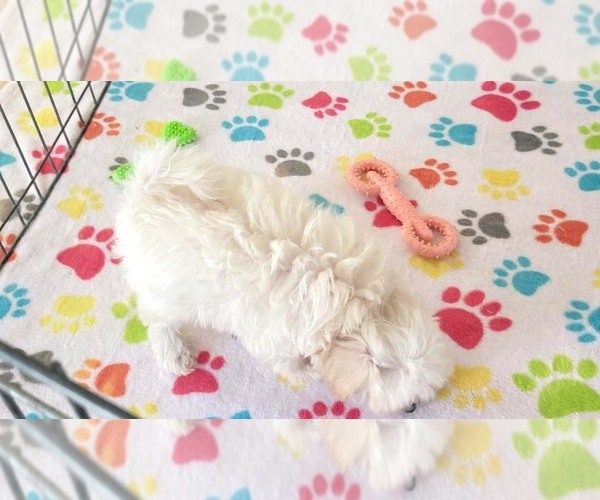 Medium Photo #7 Maltipoo (Toy) Puppy For Sale in ORO VALLEY, AZ, USA