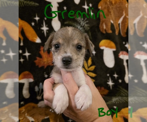 Medium Photo #16 Chizer Puppy For Sale in MONTEZUMA, GA, USA
