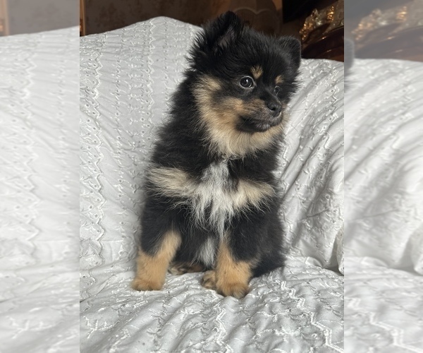 Medium Photo #5 Pomeranian Puppy For Sale in ARNOLD, MD, USA