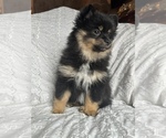Small Photo #5 Pomeranian Puppy For Sale in ARNOLD, MD, USA