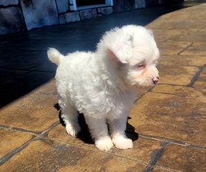 Pom-A-Poo Puppy for sale in ORRVILLE, OH, USA