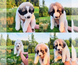 Anatolian Shepherd-Great Pyrenees Mix Puppy for sale in HAYES, VA, USA
