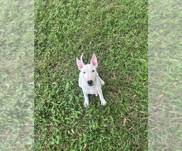 Medium Photo #2 Bull Terrier Puppy For Sale in LAND O LAKES, FL, USA