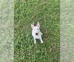 Litter of 4 - Male(s) and Female(s) Bull TerrierLitter of Puppies for Sale - Photo #2