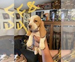 Small Photo #4 Basset Hound Puppy For Sale in JEFFERSON, NY, USA