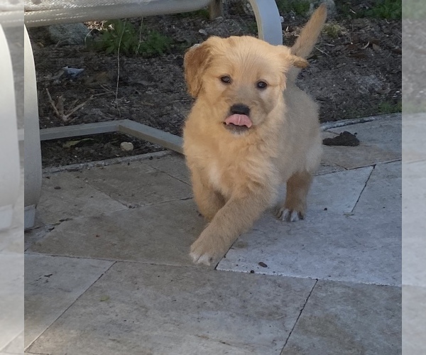 Medium Photo #3 Golden Retriever Puppy For Sale in BROOKER, FL, USA