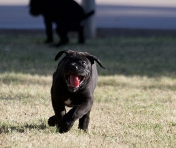 Medium Photo #4 Cane Corso Puppy For Sale in PHOENIX, AZ, USA