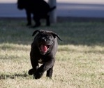 Small Photo #4 Cane Corso Puppy For Sale in PHOENIX, AZ, USA
