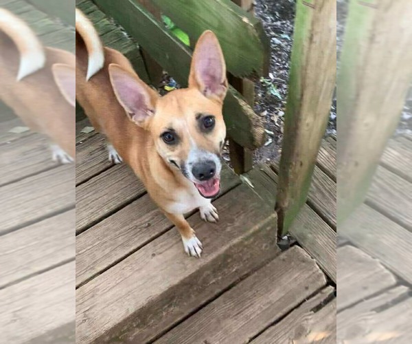 Medium Photo #3 Jack Russell Terrier-Unknown Mix Puppy For Sale in Princeton, MN, USA