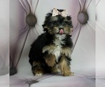Puppy 5 Poodle (Toy)-Yorkshire Terrier Mix