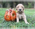 Small Photo #15 Goldendoodle Puppy For Sale in CROCKETT, TX, USA