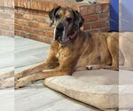 Small #2 Great Dane